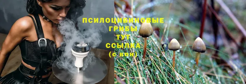 Галлюциногенные грибы Cubensis Козловка